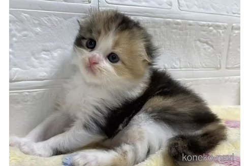 成約済の山梨県のスコティッシュフォールド(折れ耳)-96683の4枚目