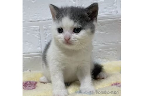 成約済の山梨県のブリティッシュショートヘア-96684の3枚目