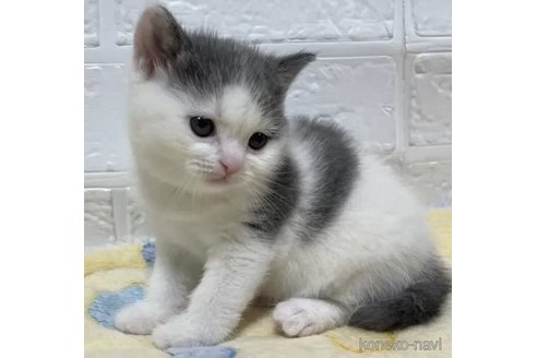 成約済の山梨県のブリティッシュショートヘア-96684の5枚目