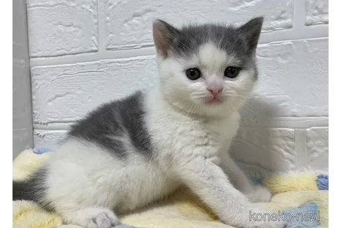 成約済の山梨県のブリティッシュショートヘア-96684の4枚目