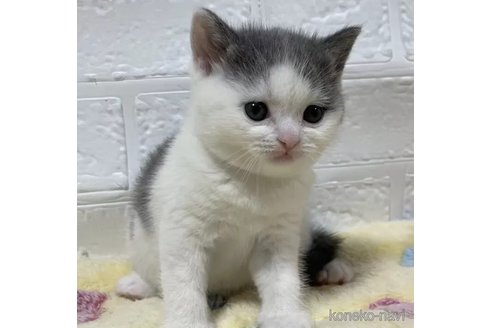 成約済の山梨県のブリティッシュショートヘア-96684の2枚目