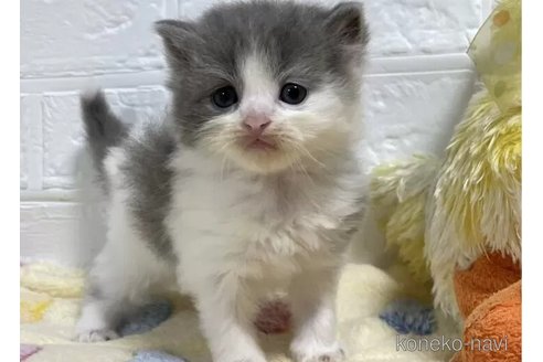成約済の山梨県のスコティッシュフォールド-96685の2枚目