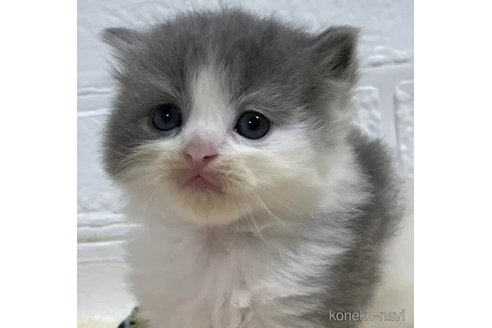 成約済の山梨県のスコティッシュフォールド-96685の1枚目