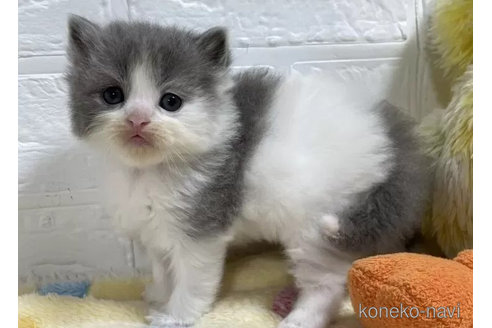 成約済の山梨県のスコティッシュフォールド-96685の3枚目