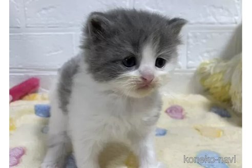 成約済の山梨県のスコティッシュフォールド-96685の4枚目