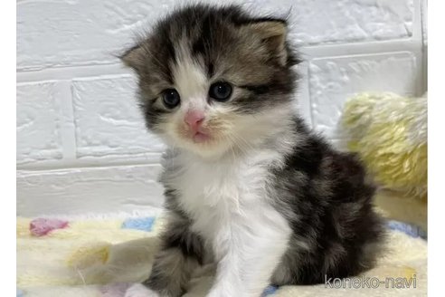 成約済の山梨県のスコティッシュフォールド-96686の2枚目