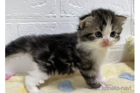 成約済の山梨県のスコティッシュフォールド-96686の3枚目