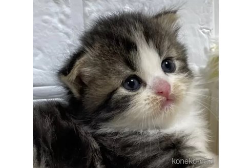 成約済の山梨県のスコティッシュフォールド-96686の1枚目