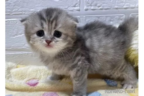 成約済の山梨県のスコティッシュフォールド(折れ耳)-96688の2枚目