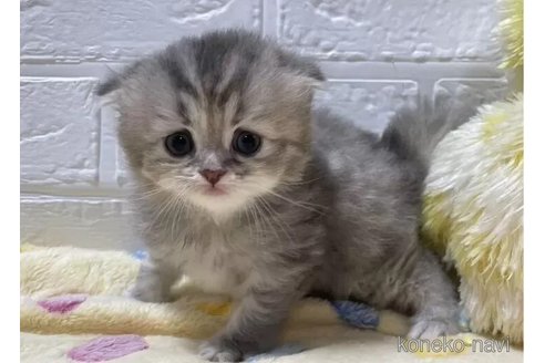 成約済の山梨県のスコティッシュフォールド(折れ耳)-96688の5枚目