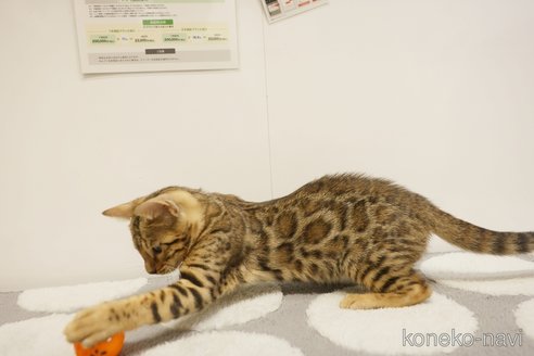 成約済の大阪府のベンガル-89505の6枚目