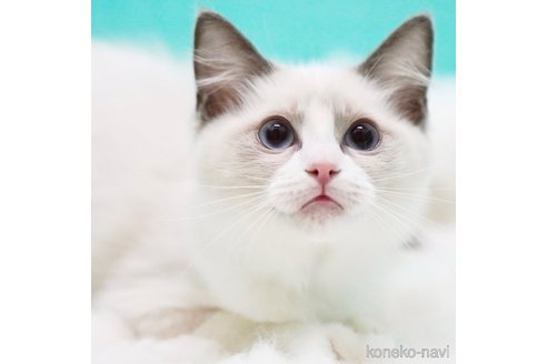 成約済の東京都のラグドール-88869の4枚目