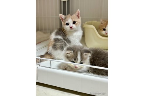 成約済の東京都のマンチカン-95684の2枚目