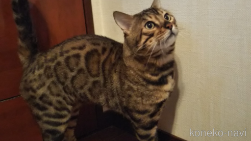 の茨城県の-