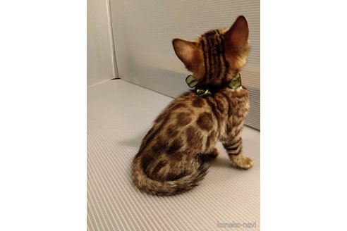 成約済の茨城県のベンガル-96728の4枚目