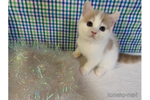 成約済の大阪府のスコティッシュフォールド-96746の2枚目