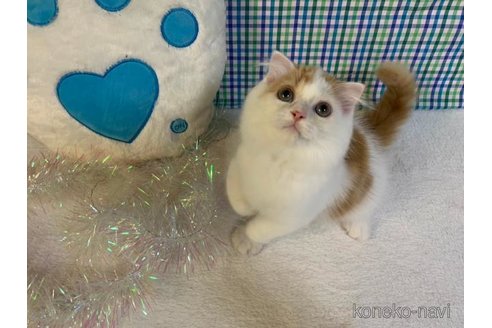 成約済の大阪府のスコティッシュフォールド-96748の4枚目