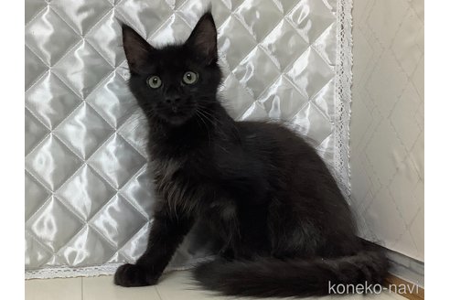 成約済の群馬県のメインクーン-96760の1枚目