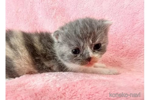 成約済の静岡県のスコティッシュフォールド-96769の2枚目
