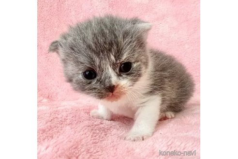 成約済の静岡県のスコティッシュフォールド-96769の4枚目
