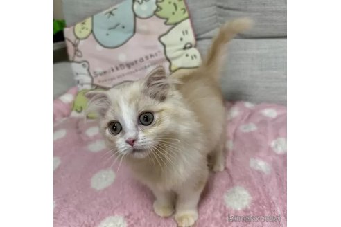 成約済の京都府のマンチカン-96771の4枚目