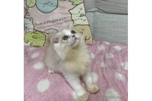 成約済の京都府のマンチカン-96771の5枚目