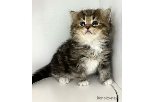 成約済の神奈川県のサイベリアン-96845の4枚目