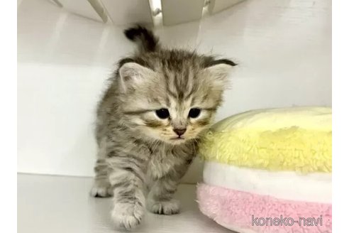 成約済の神奈川県のサイベリアン-96846の3枚目