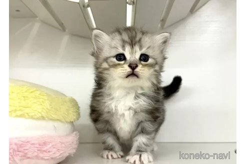 成約済の神奈川県のサイベリアン-96847の4枚目