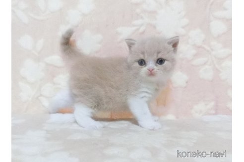 成約済の鹿児島県のスコティッシュフォールド-96849の3枚目