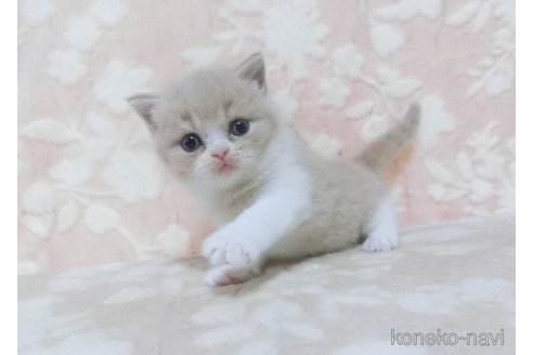 成約済の鹿児島県のスコティッシュフォールド-96849の2枚目