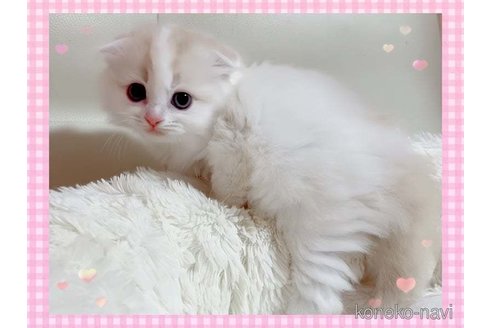 成約済の愛媛県のスコティッシュフォールド(折れ耳)-96911の3枚目