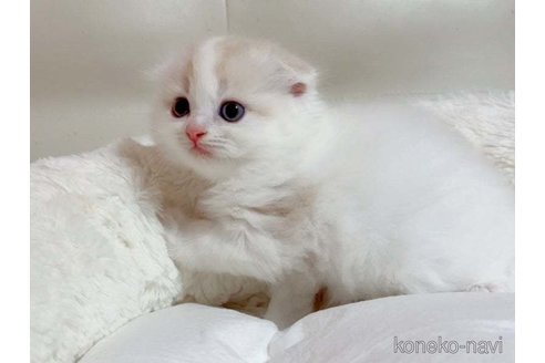 成約済の愛媛県のスコティッシュフォールド(折れ耳)-96911の4枚目