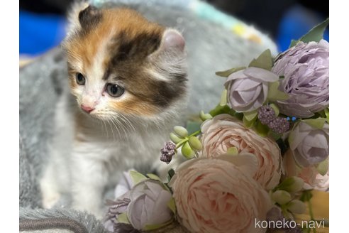 成約済の千葉県のアメリカンカール-97402の13枚目