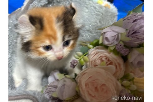 成約済の千葉県のアメリカンカール-97402の7枚目