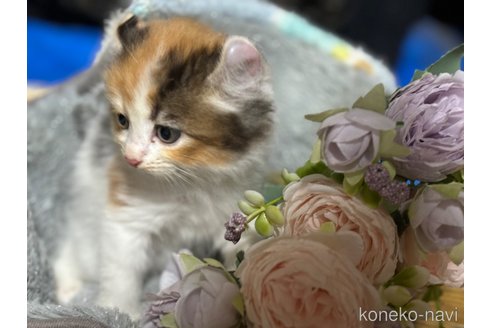 成約済の千葉県のアメリカンカール-97402の8枚目