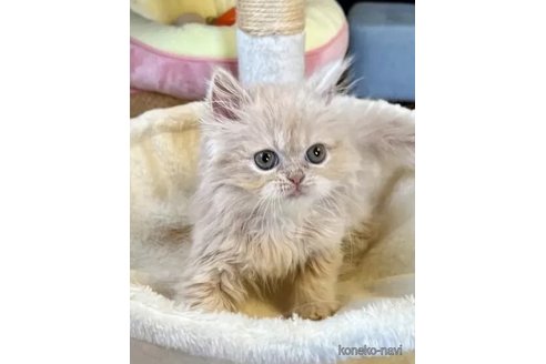 成約済の兵庫県のエキゾチックショートヘア-96955の2枚目
