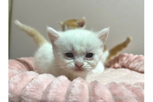 成約済の群馬県のミヌエット-96997の13枚目