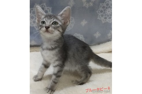 成約済の愛知県のミックス-96910の8枚目