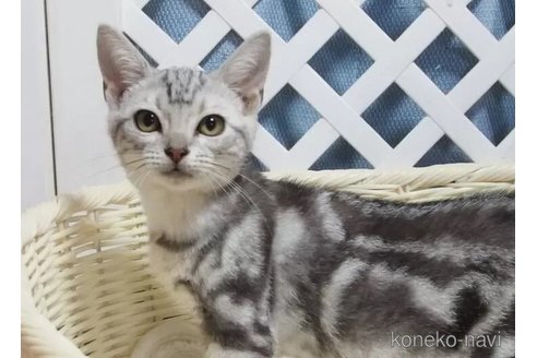 成約済の大阪府のスコティッシュフォールド-97039の3枚目