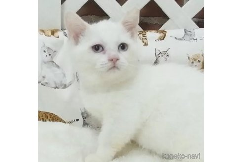 成約済の大阪府のミヌエット(短足)-97043の1枚目