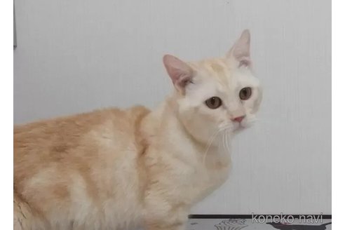 成約済の大阪府のミヌエット-97047の2枚目