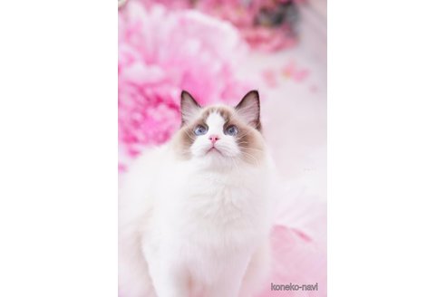 シフォンちゃん1枚目