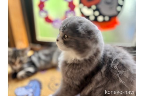 成約済の千葉県のスコティッシュフォールド(折れ耳)-90152の4枚目