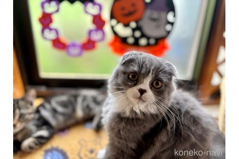 成約済の千葉県のスコティッシュフォールド(折れ耳)-90152の2枚目