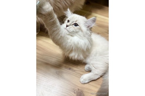 成約済の京都府のサイベリアン-92315の1枚目