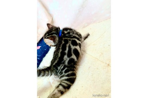 成約済の静岡県のベンガル-96167の23枚目