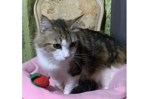 成約済の神奈川県のノルウェージャンフォレストキャット-97225の4枚目