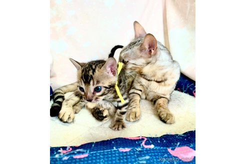 成約済の静岡県のベンガル-96170の39枚目