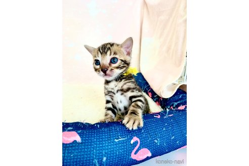 成約済の静岡県のベンガル-96170の38枚目